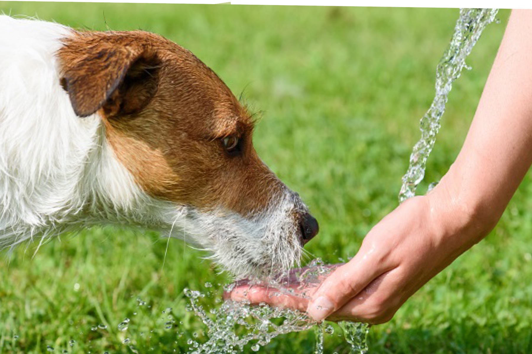 愛犬が水を飲まないお悩み解消。おすすめの給水方法はコレ！ 愛知 わんこの恵風舎 ぽかぽか